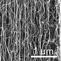 Scanning electron microscope image of the vertically-aligned multi-walled carbon nanotubes grown for this research.<br /><br />Image courtesy: GeorgiaTech<br />