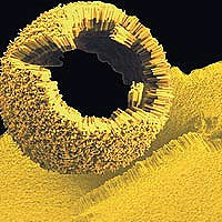 Self-assembly of gold-polymer nanorods results in a curved structure. 
<P>
Image courtesy: Northwestern University