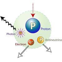 Typically, a neutron free of its atom will decay into three particles: a proton, an electron and an antineutrino. Rarely, a process called radiative neutron decay also occurs, resulting in the same three particles as well as additional photons of light.<br /><br />Credit: Zina Deretsky, National Science Foundation