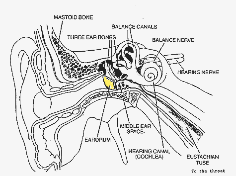 Human Ear