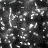 Image: Quantum Dot Method Rapidly Identifies Bacteria