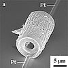 Image: From Diatoms to Gas Sensors 