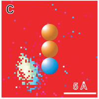 NIST researchers used a scanning tunneling microscope (STM) to move a single cobalt atom (blue sphere) in a small molecule back and forth between two positions on a crystal surface. Based on measurements of the noise made by the molecule at each pixel of a topographical image made with the STM, the researchers made a computer-generated spatial map of the atom switching speed and probability, showing that switching is most likely when the STM tip is positioned to the left of the cobalt atom (blue and white speckled area).<br /><br />Credit: J.A. Stroscio, J.N. Crain, and R.J. Celotta, NIST