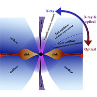 <p>In the figure we see a cross section of what happens when the material from the disrupted star is devoured by the black hole. An accretion disk is formed (disk) by the material. There is too much material for it to pass into the black hole at once. It is heated up in the process and emits vast amounts of light and radiation, visible from Earth (Double arrow). Dr. Jane Dai’s computer model takes the difference in viewing angle from Earth into account, which means we are now able to categorize the variations in observations correctly. This means we can study the properties of the black hole, and learn about a celestial body we would otherwise not be able to see.</p>
