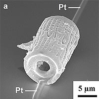 Image shows a sensor created from a microporous silicon structure converted from the shell (frustule) of a single diatom.<br /><br />Credit: GeorgiaTech