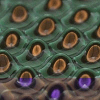 <p>
	Vibrating a tray of silicone oil causes so-called Faraday waves to form in the oil's surface. Recent experiments in which fluid droplets reproduce the behavior of subatomic particles require holding the intensity of the vibrations just below the Faraday-wave threshold.</p>
<p>
	Credit: John Bush</p>
