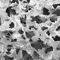 The porous nature of nickel-manganese-gallium alloy gives it shape-memory properties. The material lengthens, or strains, up to 10 percent when subjected to a magnetic field. The NSF-funded researchers believe the porous alloy has great potential for uses that require light weight and a large strain, such as space and automotive applications and tiny motion control devices or biomedical pumps with no moving parts.<br /><br />Credit: P. Müllner, M. Chmielus and S. Donovan, Boise State University, and D. Dunand and Y. Boonyongmaneerat, Northwestern University.