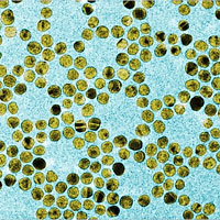 An image of gold nanoparticles. <br />Image courtesy Kimberly Hamad-Schifferli
