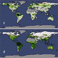 Top image (1): 
<P>
Between 1982 and 1999, the climate became warmer, wetter, and sunnier in many parts of the world. These changes increased the overall productivity of land plants by 6 percent. This map shows productivity increases during the time period in green, while decreases are shown in brown. Productivity, which is the net uptake of carbon, increased the most in tropical regions, where climate change resulted in fewer clouds and more sunlight. Credit: NASA Earth Observatory
<P>
Bottom image (2):
<P>
Nearly 20 years of satellite observations of net primary productivity reveal the seasonal and yearly cycles of Earth's vegetation. <A HREF='http://www.gsfc.nasa.gov/gsfc/earth/pictures/2003/0530earthgreen/npp_change_bump_6fps.mov' TARGET='_blank'>In this animation</A>, the dominant theme is the shift in productivity (shades of green) between the Northern and Southern Hemisphere over the course of a year. Hidden within this dominant cycle are more subtle vegetation patterns: a decrease in productivity at high latitudes of the Northern Hemisphere following the eruption of Mt. Pinatubo in 1991, as well as global-scale decreases in productivity during the El Niño events of 1982-83, 1987-88, and 1997-98. Credit: NASA Earth Observatory