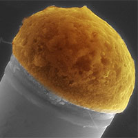 <p>
	Molten droplets of copper, at top, dissolve silicon out of a surrounding silicon-rich gas, and then the silicon precipitates out at the bottom of the drop to gradually build up a silicon microwire. This microscope image has had color added for clarity.</p>
<p>
	Image courtesy of Tonio Buonassisi</p>
