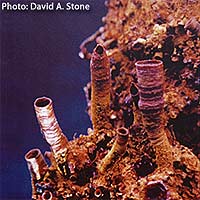 These may look like the tubes found by deep-sea hydrothermal vents, but these one-inch-tall iron oxide tubes were grown in the laboratory.
<P>
Image copyright: David A. Stone, University of Arizona