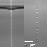 A jet of liquid and stream of droplets formed by a laser shining from above. The white bar at bottom left is approximately the width of a human hair. In the March 30 issue of Physical Review Letters, scientists at the University of Chicago and the University of Bordeaux I present evidence that the jet was produced entirely by radiation pressure from the laser beam. The research was funded by the U.S. National Science Foundation and the Centre National de la Recherche Scientifique and Conseil Régional d’Aquitaine.<br /><br />Image courtesy of Régis Wunenburger and Jean-Pierre Delville