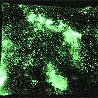 The phenomenon of mechanoluminescence was first discovered in 1605 by Sir Frances Bacon from scratching sugar with a knife.  The top image is a photograph of the mechanoluminescence of N-acetylanthranilic acid crystals crushed between two transparent windows. <br /><br />Photo by N. C.  Eddingsaas & K. S. Suslick