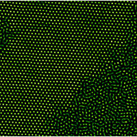 <p>Fluorescently labeled microscopic beads can simulate melting, as shown by this superposition of several frames of video. With more than four layers of beads, the melting shows 'rivers' of liquid forming within crystalline regions, whereas no such coexistence exists when there are fewer than five layers.</p>
<p>Image credit: University of Pennsylvania</p>