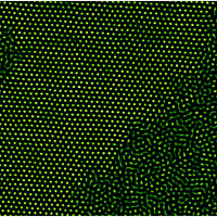 <p>Fluorescently labeled microscopic beads can simulate melting, as shown by this superposition of several frames of video. With more than four layers of beads, the melting shows 'rivers' of liquid forming within crystalline regions, whereas no such coexistence exists when there are fewer than five layers.</p>
<p>Image credit: University of Pennsylvania</p>