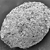 <p>
	Scanning electron microscopy images reveal an microscopic, oval-shaped shell with tapered ends, from which an organism’s feet may have extended. The surface of the shell are made up of tiny bits of silica, aluminum and potassium, which the organism likely collected from the environment and glued to form armor.</p>
<p>
	Image: Tanja Bosak</p>
