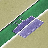 In circuit QED experiments, a photon trapped between the transmission lines (tan) couples to the artificial atom, or qubit (purple). The base of the qubit is about 9 microns long.
<P>
Credit: D. Schuster and L. Frunzio, Schoelkopf Group, Yale University
