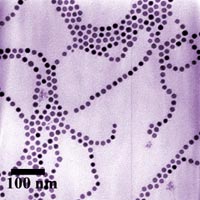 Colorized transmission electron micrograph showing chains of cobalt nanoparticles.<br/>
<br/>
Image credit: G. Cheng, A.R. Hight Walker/NIST