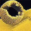 Image: Nano Chemists Make Curved Structures