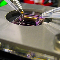 <p>
	Zinc oxide nanostructures are directly synthesized in parallel microfluidic channels (held by the metal frame) by flowing reactants through the tubing. The microfluidic structure not only creates the device, but also becomes the final packaged functional LED device itself.</p>
<p>
	Photo: Jaebum Joo</p>
