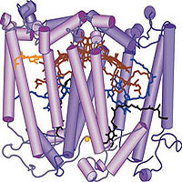 Biologists have discovered that a split-second, highly orchestrated process drives photosynthesis.<br /><br />Credit: ASU