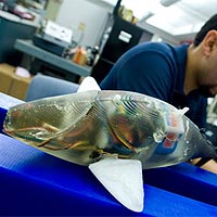 Pablo Valdivia Y Alvarado, a research affiliate in the Department of Mechanical Engineering, works in his lab on a robotic fish he created with Professor Kamal Youcef-Toumi. The robot is designed to more easily maneuver into areas where traditional underwater autonomous vehicles cannot go. <br /><br />Photo / Patrick Gillooly