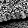 Image: Titania nanotubes make supersensitive hydrogen sensors