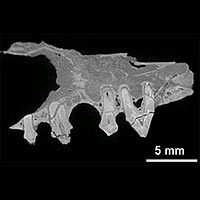 Image obtained by the new microscope of viverravus acutus, a small meat-eating mammal that lived around 50 million years ago.<br/>
<br/>
Photo Courtesy: EPSRC