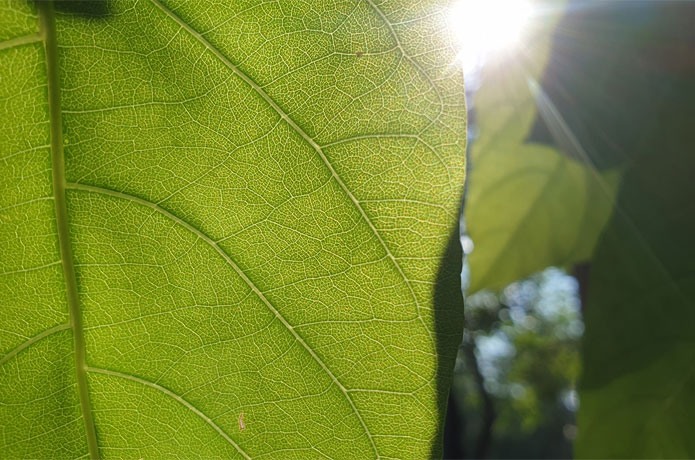 <p>Researchers solve a critical part of the mystery of photosynthesis, uncovering an engineered version of a protein complex that switches the use of photosynthetic pathways. This discovery could improve human-made devices such as solar panels and sensors. (Image by Shutterstock/Quality Stock Arts.)</p>
